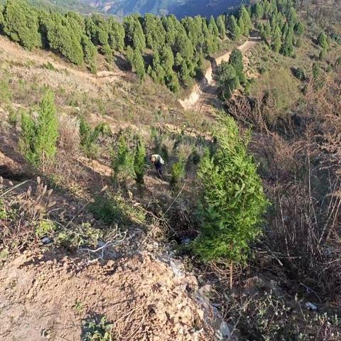 临潼区山水项目苗木栽植情况