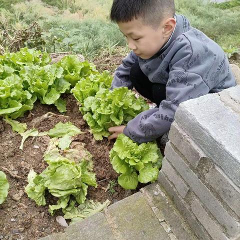 “我劳动，我快乐””龙泉小学二（6）班王秦洋