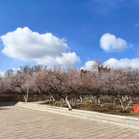 2025年春天桃花开，公主府公园