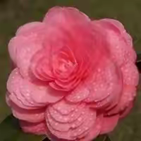 保护盆底肌     从kegel做起