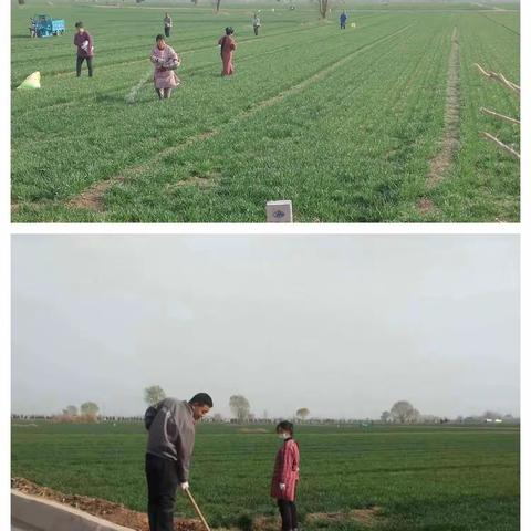 今日起，磁县农田小麦开始春灌！