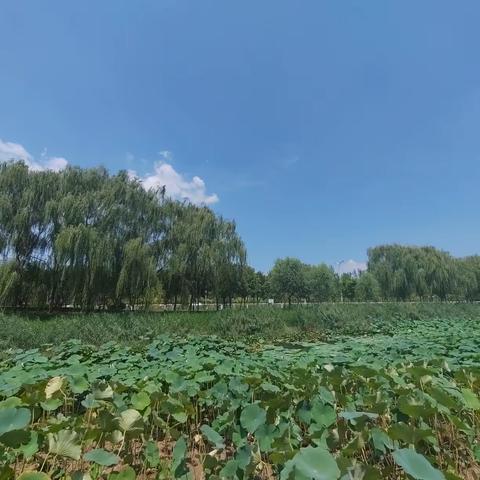 【省培一班一组】乘风破浪笃行远，逐梦前行臻至善——2023山东省教育厅省培项目初中历史骨干教师培训