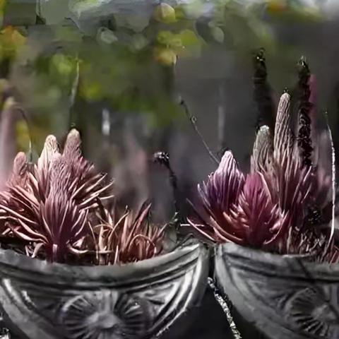 瓦松