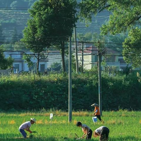 冶峪学子耕读游 最美人间八月