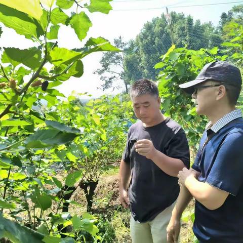永康、东阳反季栽培情况检查及指导