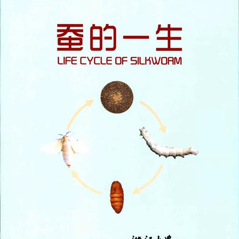 蚕的一生