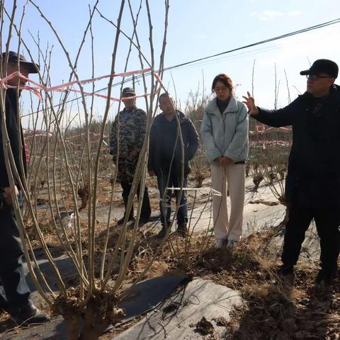技术人员到永康芝英镇继绪塘村果桑基地进行技术指导