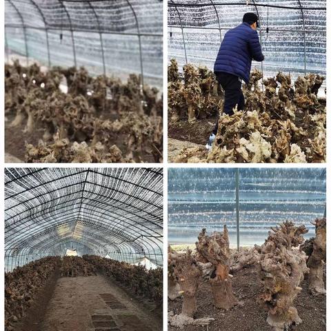 技术人员前往武义了解和安排桑黄栽培