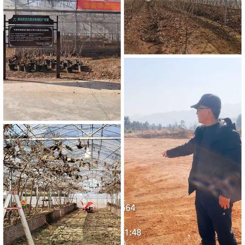 技术人员前往东阳指导果桑冬季整枝和新基地建设规划