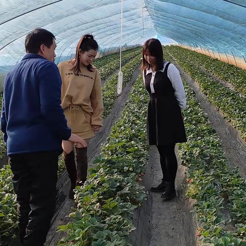 西咸新区残联到马王街道新庄村残疾人自强绿色草莓种植基地实地考察