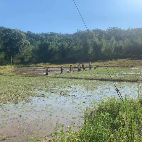 【沙塘村新文明实践站】晚稻生产正当时