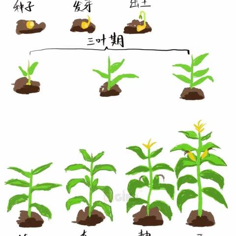 玩转玉米—恩施市高旗实验小学110班 朱语俊逸