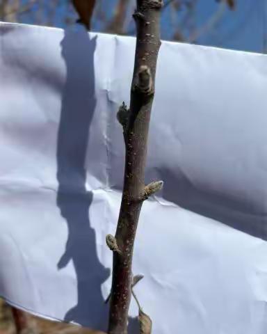 米脂：全生育期精细化气象服务助力苹果高产