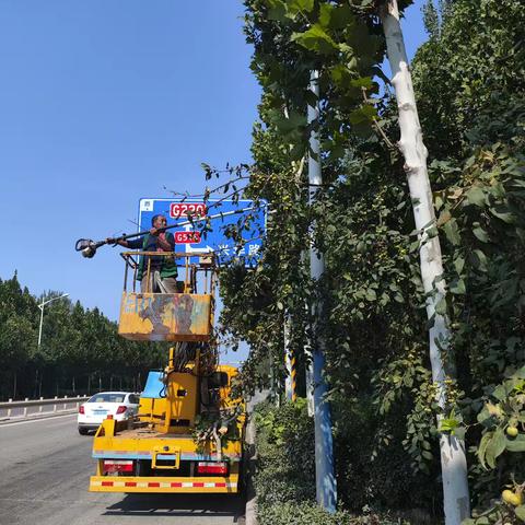 树枝“越界”有隐患，剪出道路“安全感”