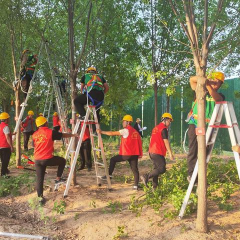 菏泽市职工职业技能大赛园林绿化养护修剪竞赛在定陶圆满落幕