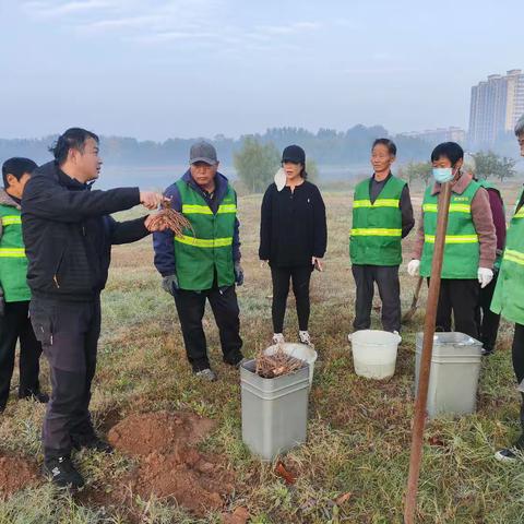 定陶区：街头栽植牡丹 提升城市“颜值”