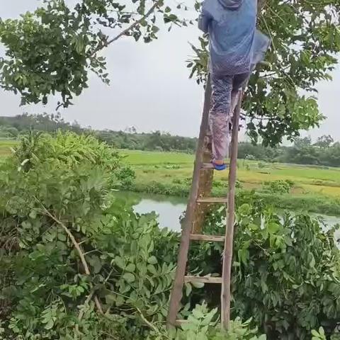 防御超强台风 保护生态林带