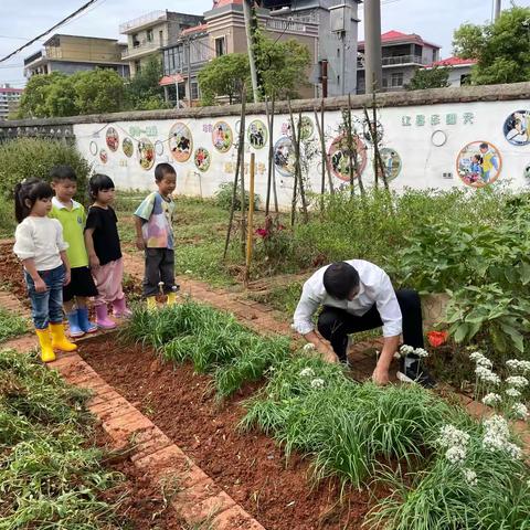 自制腌萝卜——银河镇中心幼儿园大四班劳动课程故事