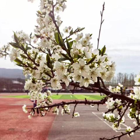 春风化雨润新苗，数理花开有“余”香 ——白山市第三中学二年部数学大单元教研活动侧记