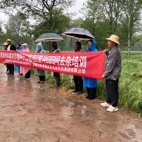 抢抓农时去杂提纯 匠心护航良种繁育