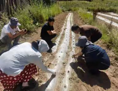 黄南州农牧业综合服务中心在同仁地区开展蔬菜复种试验示范