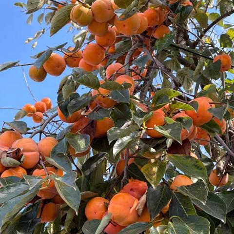 国庆柿子红，采摘乐无穷 —— 丛台区连城小学国庆丰收实践活动