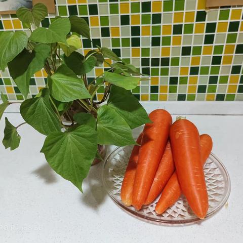 求实侨星幼儿园——中一班食育课程《蒸胡萝卜丝🥕》