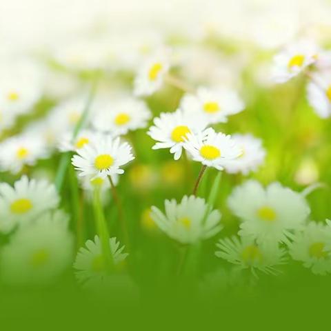 新学期，新风貌——一八三团中学学科带头人 、骨干教师、名班主任模拟课堂展示