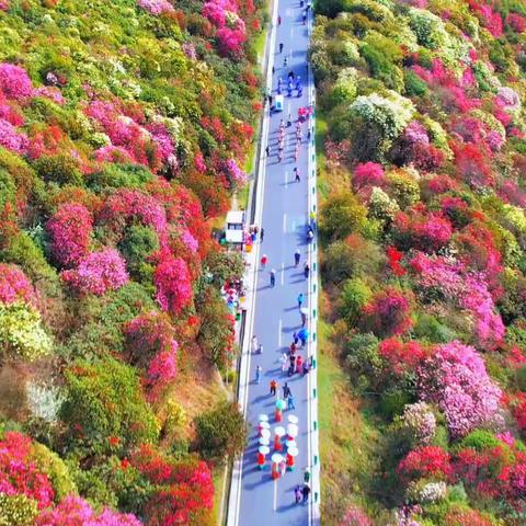 🌸4月18～22号衡山纯玩自组贵州毕节看百里杜鹃、花溪夜郎谷、青岩古镇、天下第一壶、芷江受降馆、遵义会议旧址、边城茶峒、乾州古城等汽车5天游