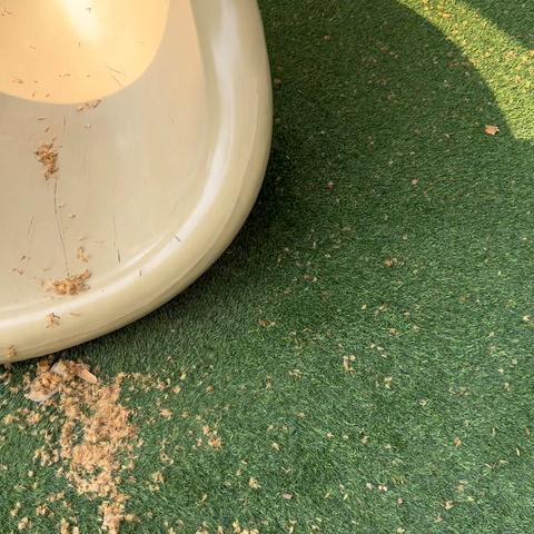 是“小鸟的羽毛”吗？