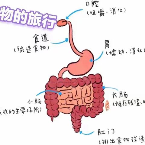 食物的旅行