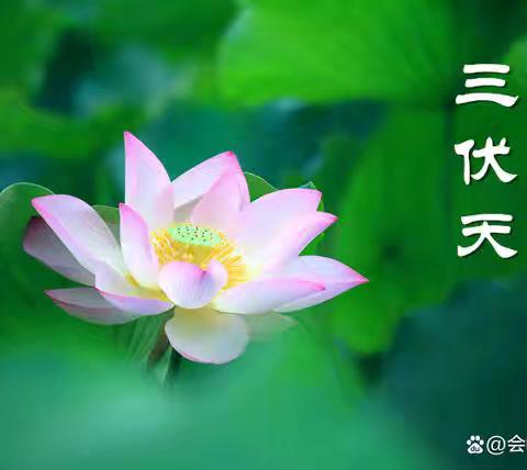 酷暑难耐，寻一份心静，觅一处清凉