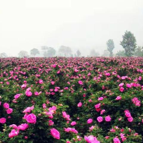 《玫瑰季节，一场花与旅行的盛宴》