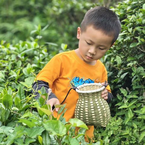 高山云端 采夏茶 觅野趣