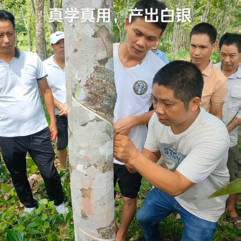 “真学真用，产出白银”。提升割胶技术，固劳橡胶产业