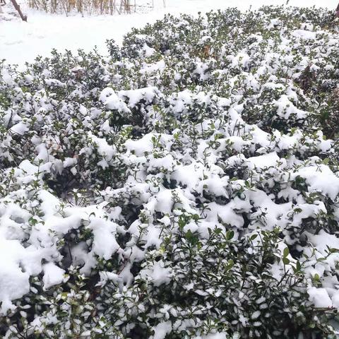 大雪天气旭郁物业确保业主平安出行