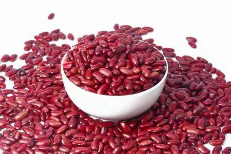 探索生命的奥秘：芸豆种子的解剖之旅——记宝龙科技城实验学校四年级科学主题活动