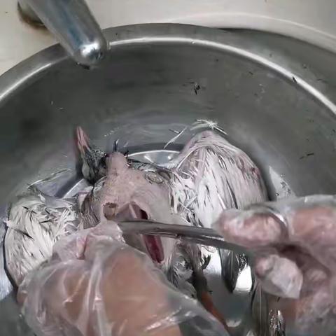 D组国庆生物作业：解剖家鸽