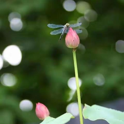 七彩假期，爱劳动，乐劳动