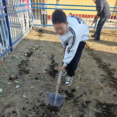 “蔬”香实践：一瓣蒜，一把菠菜，耕耘别样成长﻿——北丁务学校劳动课纪实