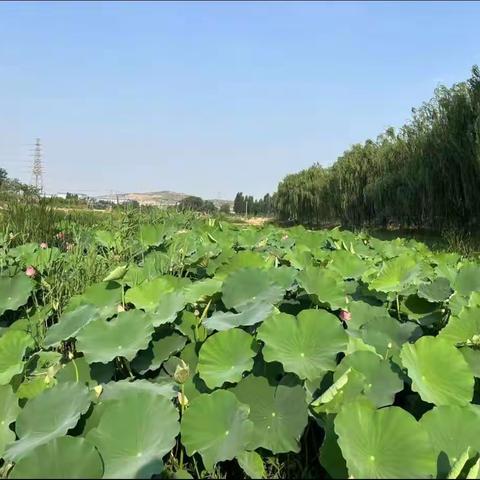 河头夏日荷塘        文 韩承富