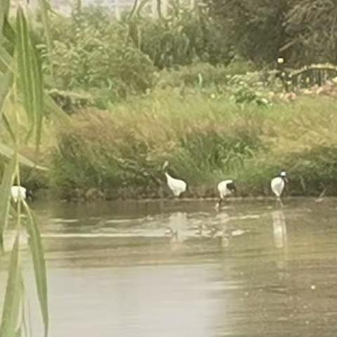 张中高一7班“湿地公园”实践之旅