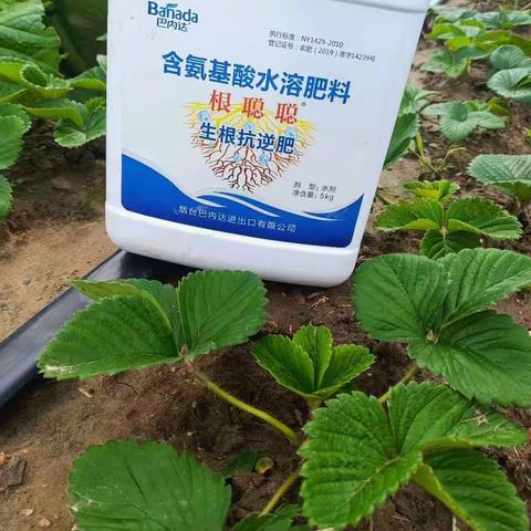 巴内达～碧卡 根聪聪在作物中的效果反馈