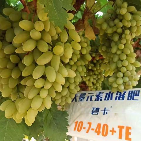 碧卡高钾产品在果树上的效果