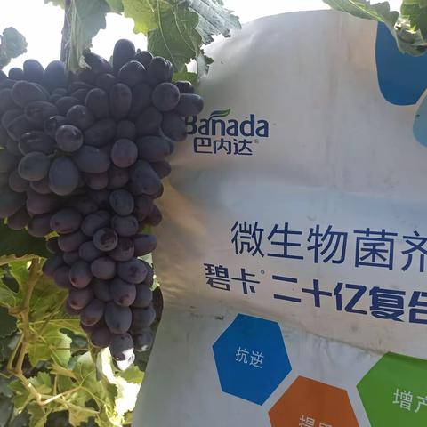 碧卡二十亿复合活菌在果蔬上的效果