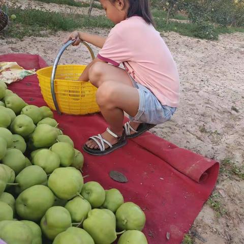 陕坝小学暑期实践活动