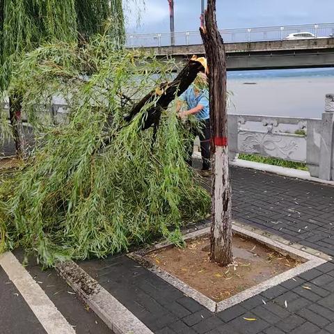 嵩县城市管理局嵩州公园 绿化办工作简报