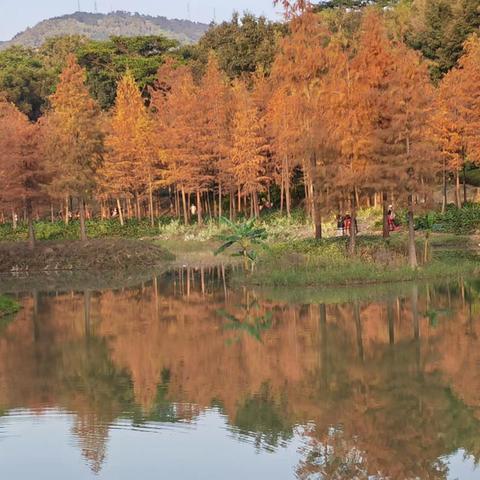 冬日最美落羽杉