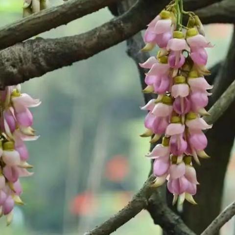 春日寻“禾雀”