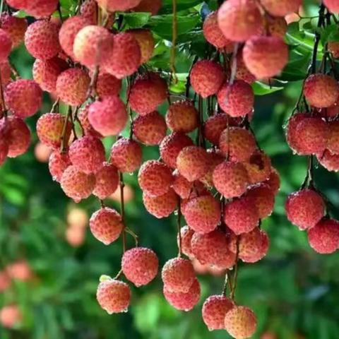 又到荔枝成熟时